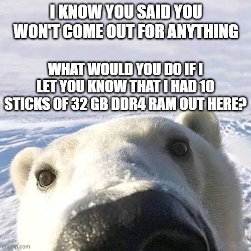 Polar bear lure | I know you said you won't come out for anything; What would you do if I let you know that I had 10 sticks of 32 GB DDR4 RAM out here? | image tagged in images 7 jfif,ddr4 ram,ram,polar bear,selfie | made w/ Imgflip meme maker