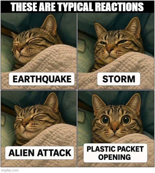 Is This A Case Of 'Selective Hearing' ? | these are typical reactions | image tagged in cats,hearing,reactions | made w/ Imgflip meme maker