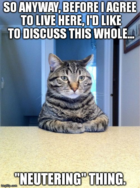Take A Seat Cat | SO ANYWAY, BEFORE I AGREE TO LIVE HERE, I'D LIKE TO DISCUSS THIS WHOLE... "NEUTERING" THING. | image tagged in memes,take a seat cat | made w/ Imgflip meme maker