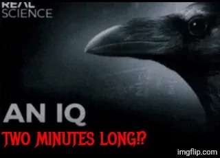 An iq two minutes long | image tagged in an iq two minutes long | made w/ Imgflip meme maker