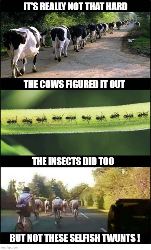 Cyclists - Ride In Single File ! | It's Really Not That Hard; the Cows figured it out; the Insects did too; But not these selfish twunts ! | image tagged in cyclists,single file | made w/ Imgflip meme maker