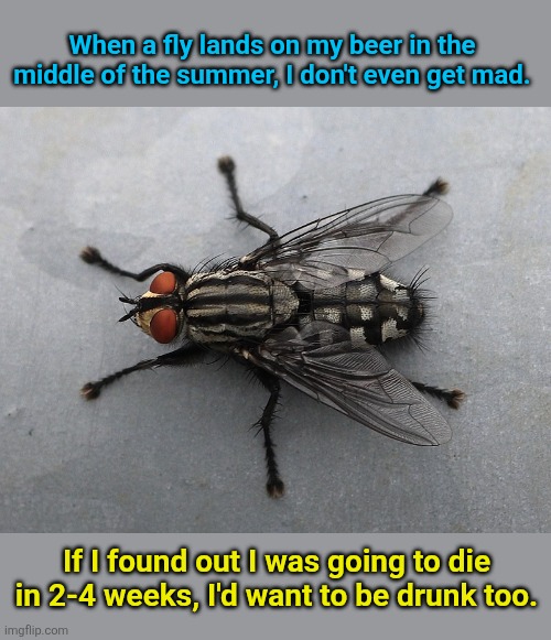 Insect | When a fly lands on my beer in the middle of the summer, I don't even get mad. If I found out I was going to die in 2-4 weeks, I'd want to be drunk too. | image tagged in insect,beer,summer time | made w/ Imgflip meme maker