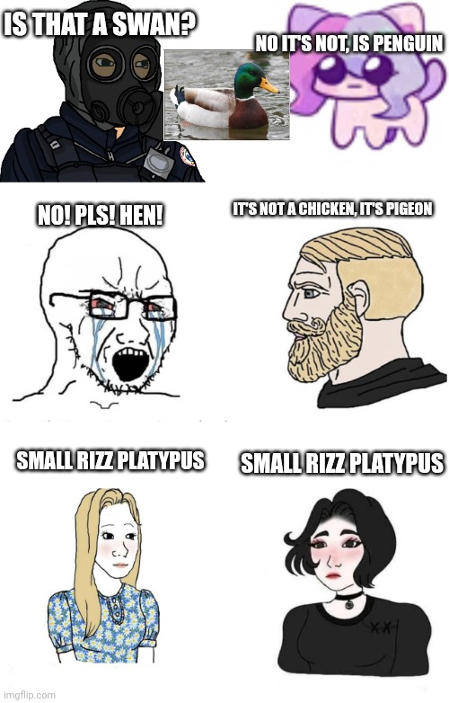 Is that a swan? No it's not, is Penguin It's not a chicken, it's Pigeon No! Pls! Hen! Small rizz platypus Small rizz platypus | image tagged in sas wojak,soyboy vs cat sashley,soyboy vs yes chad,girls vs boys | made w/ Imgflip meme maker