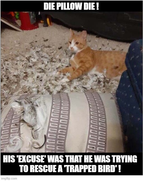 Caught In The Act ! | die pillow die ! His 'excuse' was that He was trying
to rescue a 'trapped bird' ! | image tagged in cats,pillow,feathers,bird,rescue | made w/ Imgflip meme maker