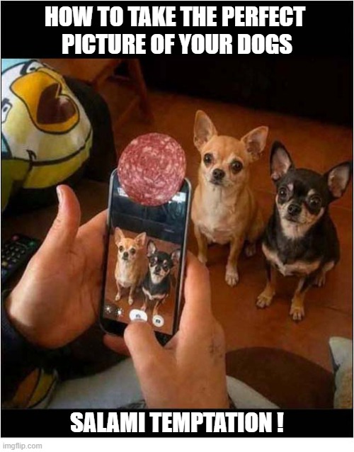 A Useful Photography Tip ! | How to take the perfect 
picture of your dogs; Salami temptation ! | image tagged in dogs,photography,tips,salami,temptation | made w/ Imgflip meme maker