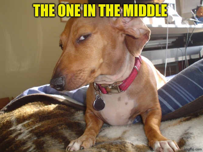 Suspicious Dog | The one in the middle | image tagged in suspicious dog | made w/ Imgflip meme maker