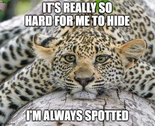 Can't Hide | It's really so hard for me to hide; I'm always spotted | image tagged in confession leopard | made w/ Imgflip meme maker
