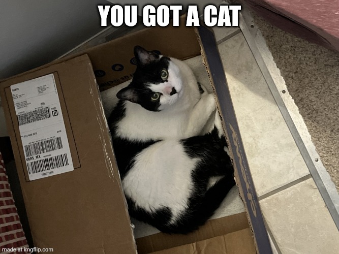 Oh yay | You got a cat | image tagged in since when did amazon sell pets that s not what i ordered | made w/ Imgflip meme maker