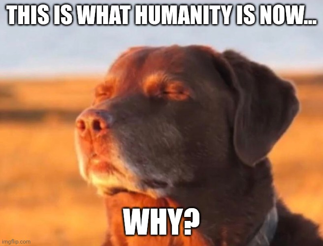 Dog accepting fate | This is what humanity is now... Why? | image tagged in dog accepting fate | made w/ Imgflip meme maker