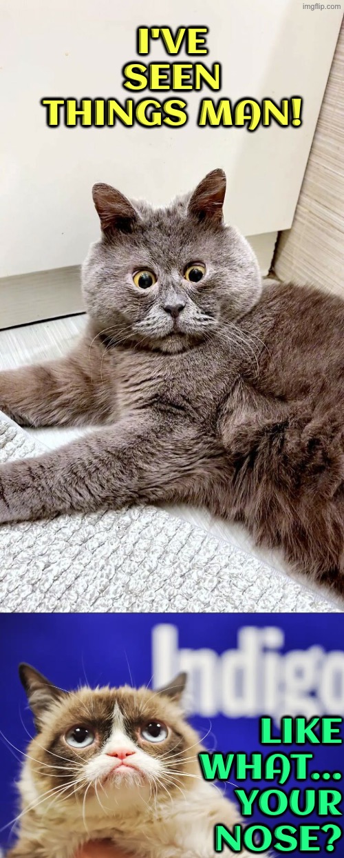 Like What? | I've seen things man! Like what... Your nose? | image tagged in cats,grumpy cat,reactions,funny cats,funny face,questions | made w/ Imgflip meme maker