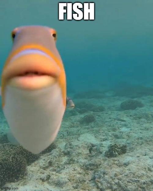 Day 81 of Fish | fish | image tagged in day of fish | made w/ Imgflip meme maker