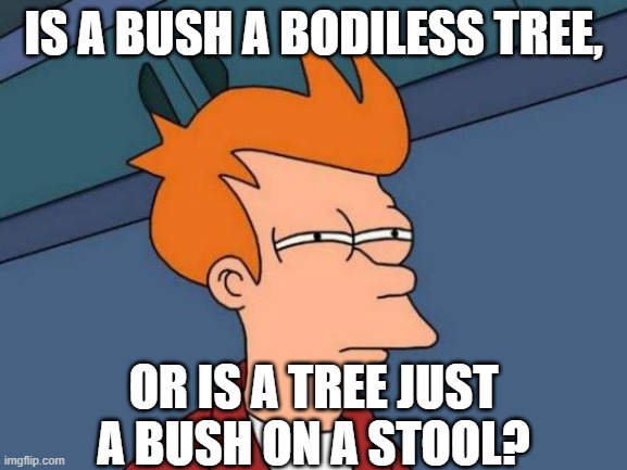 Shower thoughts | Is a bush a bodiless tree, or is a tree just a bush on a stool? | image tagged in memes,futurama fry,random,idk,stupid,stupid question | made w/ Imgflip meme maker