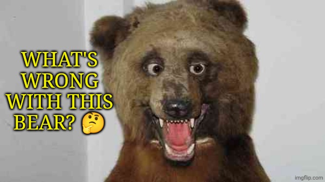 Bad Taxidermy Bear | What's wrong with this bear? 🤔 | image tagged in bad taxidermy bear | made w/ Imgflip meme maker