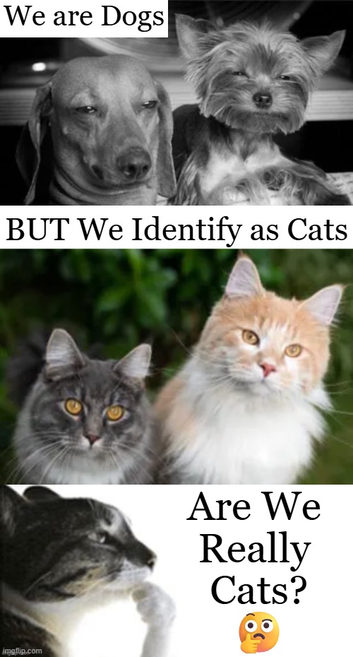 Identity is Not Reality | We are Dogs; BUT We Identify as Cats; Are We 
Really 
Cats?
🤔 | image tagged in real,not real,identity,now reality can be whatever i want,pretend,confused confusing confusion | made w/ Imgflip meme maker