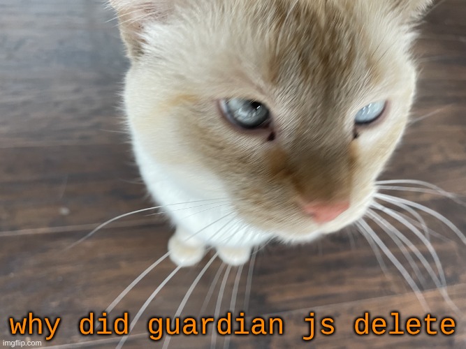 don't recall if that's their actual main username or just their current one so uh | why did guardian js delete | image tagged in cheze's cat | made w/ Imgflip meme maker