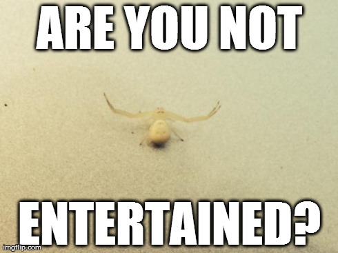 ARE YOU NOT ENTERTAINED? | image tagged in entertained spider,AdviceAnimals | made w/ Imgflip meme maker