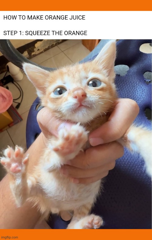 Orange juice kitten | image tagged in cats,orange juice,orange and white,squeeze,kitten,cute | made w/ Imgflip meme maker