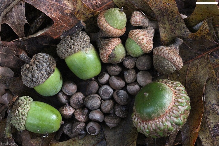 Acorns food | image tagged in acorns food | made w/ Imgflip meme maker