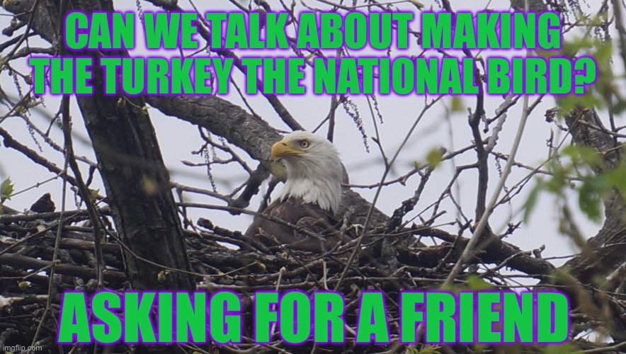 E R Beach Nature Pic Bald Eagle | Can we talk about making the turkey the national bird? Asking for a friend | image tagged in dsc06856 jpeg,bald eagle,hemptations,funny memes,beach humor | made w/ Imgflip meme maker