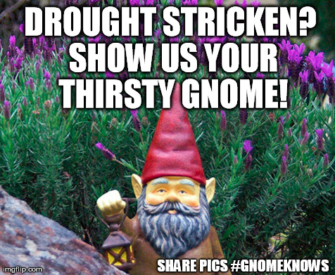 Call for pics of lawn Gnomes affected by drought | DROUGHT STRICKEN? SHOW US YOUR THIRSTY GNOME! SHARE PICS #GNOMEKNOWS | image tagged in drought,gnomeknows,gnome,win,giveaway | made w/ Imgflip meme maker
