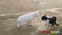 ok | image tagged in gifs,cats | made w/ Imgflip video-to-gif maker