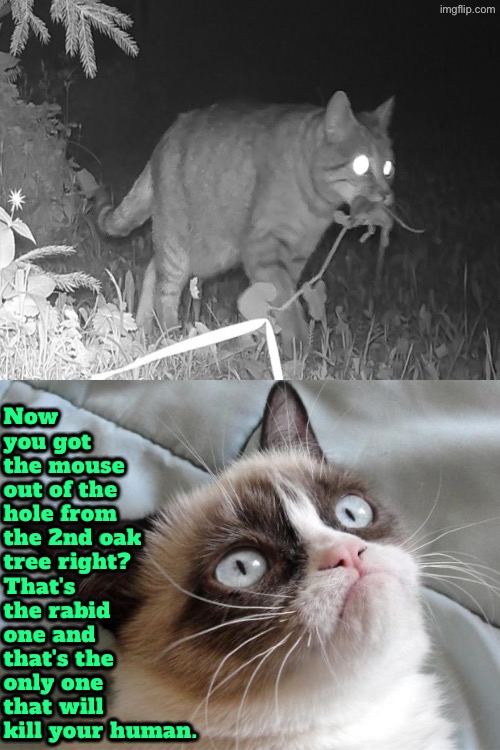 Murder Plot By Rabies | Now you got the mouse out of the hole from the 2nd oak tree right? That's the rabid one and that's the only one that will kill your human. | image tagged in cats,grumpy cat,rabies,kill you cat,time to die,funny cats | made w/ Imgflip meme maker