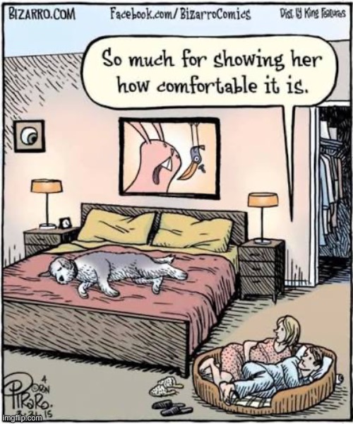 Well, that backfired | image tagged in repost,comics,bizarro comics,dog,bed,backfired | made w/ Imgflip meme maker