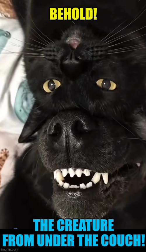 Just when you thought it was safe to sit on the couch.... | Behold! The creature from under the couch! | image tagged in funny cats,funny dogs,scary,hybrid,creatures,optical illusion | made w/ Imgflip meme maker