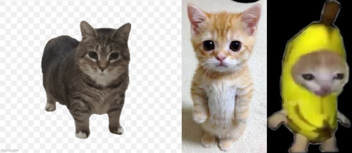 image tagged in uia,el gato,banana cat | made w/ Imgflip meme maker