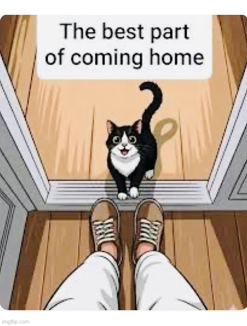 He must be up to something… | image tagged in cats,tuxedo cat,the best part,coming home,greeting,suspicious | made w/ Imgflip meme maker