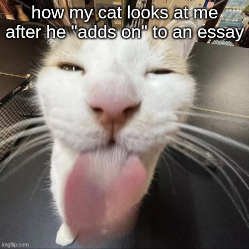 cat | how my cat looks at me after he "adds on" to an essay | image tagged in cat | made w/ Imgflip meme maker