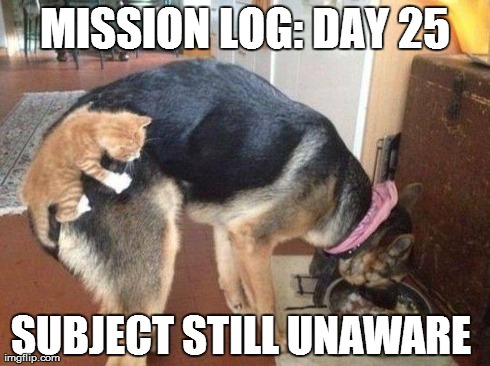 covert cat | MISSION LOG: DAY 25 SUBJECT STILL UNAWARE | image tagged in covert cat,dog unaware,mission log,funny pets | made w/ Imgflip meme maker