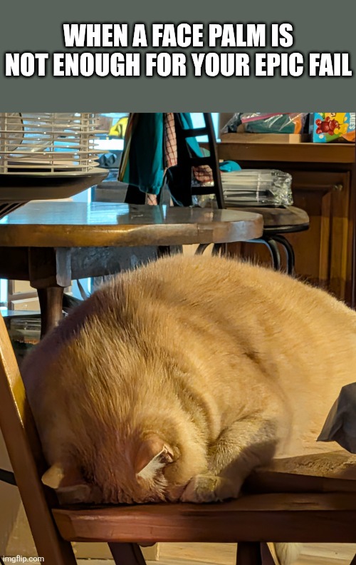 Epic fail cat | When a face palm is not enough for your epic fail | image tagged in cats | made w/ Imgflip meme maker