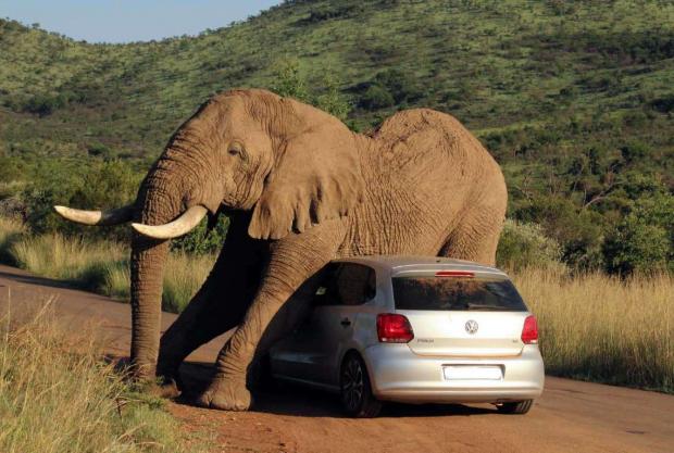 Elephant on Volkswagen Blank Meme Template