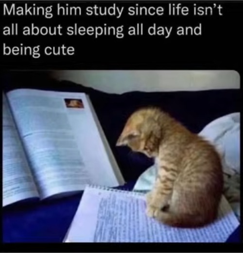 image tagged in cats,studying,sleeping,cute,lazy,lesson | made w/ Imgflip meme maker