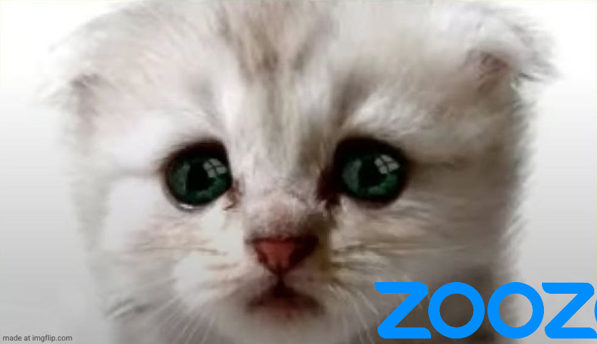 RealCatLawyer | image tagged in realcatlawyer | made w/ Imgflip meme maker