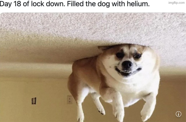 dog | image tagged in dog | made w/ Imgflip meme maker