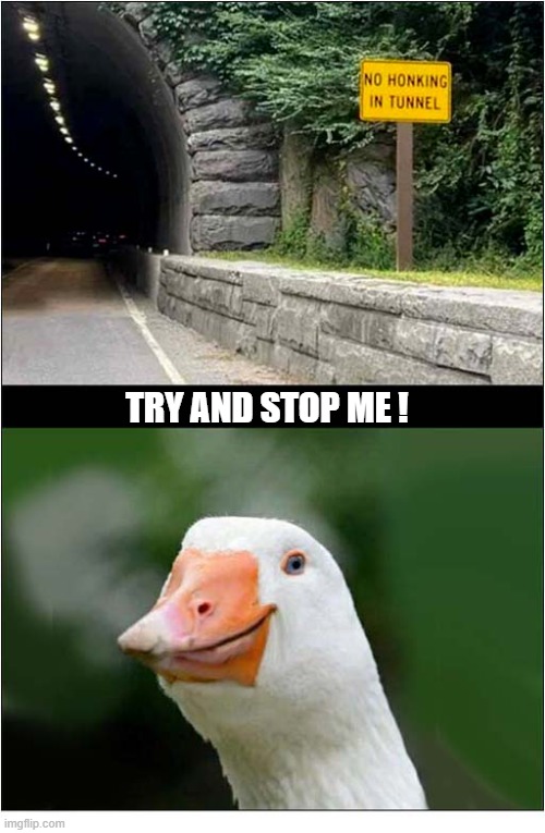 It Will Be A Challenge ! | try and stop me ! | image tagged in tunnel,goose,honk,challenge | made w/ Imgflip meme maker