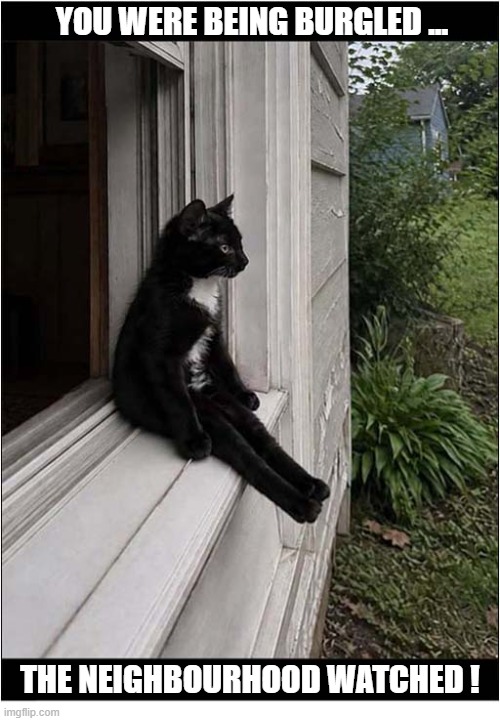 How The Cat Version Of The 'Neighbourhood Watch' Works | You were being burgled ... the Neighbourhood watched ! | image tagged in cats,neighbour watch,inaction | made w/ Imgflip meme maker