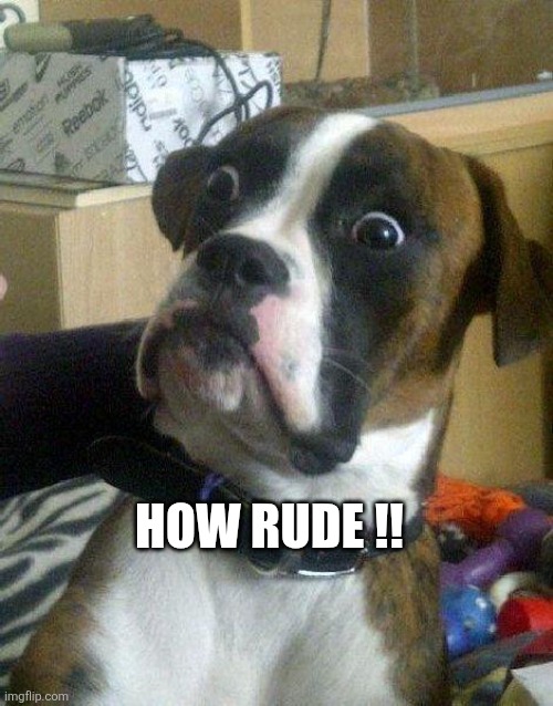 Surprised Dog | How rude !! | image tagged in surprised dog | made w/ Imgflip meme maker