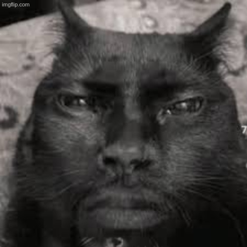 Human faced cat | image tagged in human faced cat | made w/ Imgflip meme maker