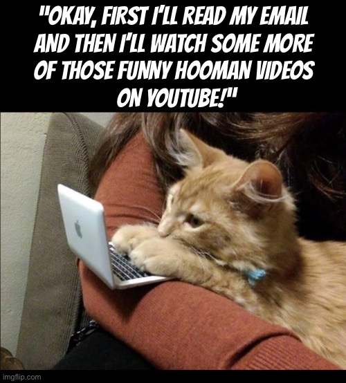 He loves those videos | “Okay, first I’ll read my Email 
and then I’ll watch Some more 
of those funny hooman videos 
on YouTube!” | image tagged in cats,laptop,email,youtube,funny videos,hoomans | made w/ Imgflip meme maker