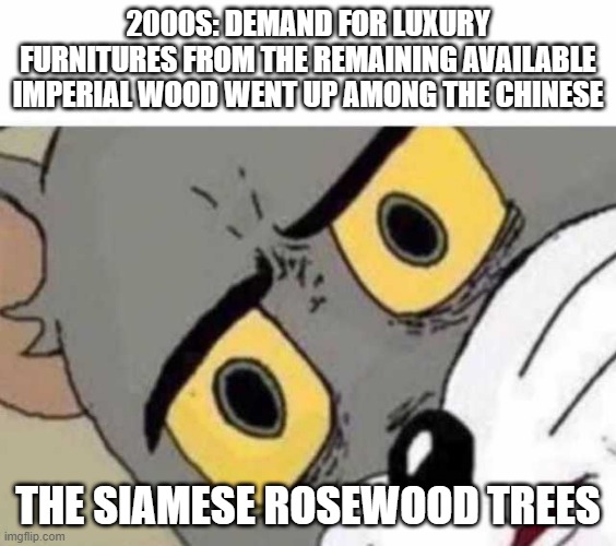 Ever wonder why they're called the "Ivory of the Forests"? I'm sitting on a chair made from one as I'm making this meme. | 2000s: demand for luxury furnitures from the remaining available imperial wood went up among the chinese; the siamese rosewood trees | image tagged in tom cat unsettled close up,luxury,rosewood,endangered,wood,chinese furnitures | made w/ Imgflip meme maker