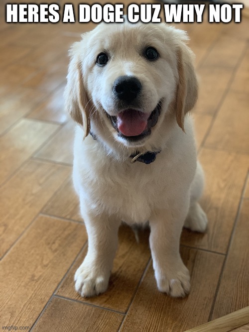 Marvel The Golden Retriever | Heres a doge cuz why not | image tagged in marvel the golden retriever | made w/ Imgflip meme maker