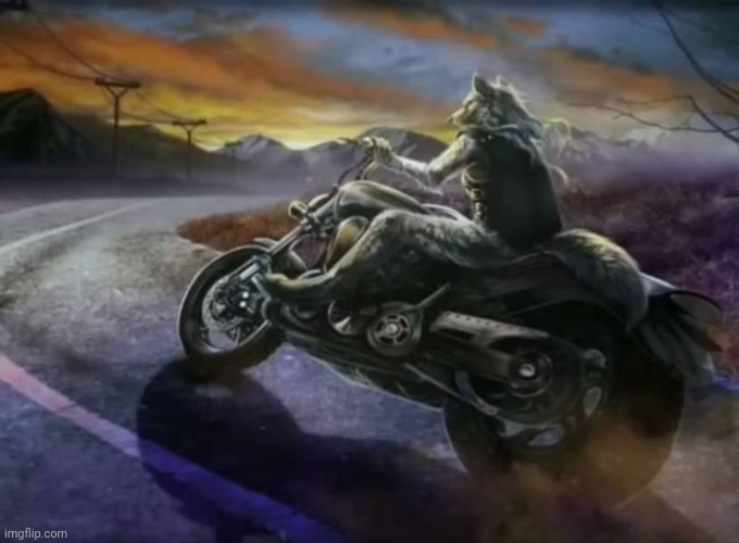 alpha wolf riding motorcycle | image tagged in alpha wolf riding motorcycle | made w/ Imgflip meme maker