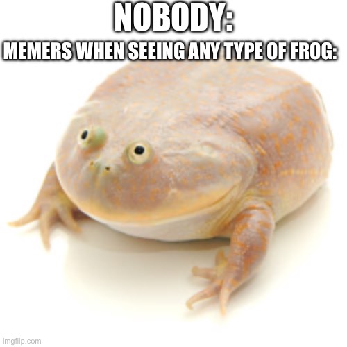 It is wednesday my dudes! | Nobody:; Memers when seeing any type of frog: | image tagged in it is wednesday my dudes | made w/ Imgflip meme maker