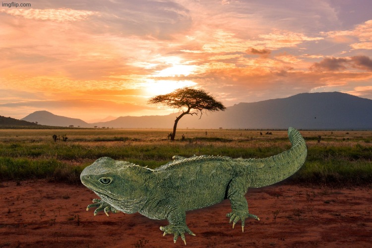 Giant Tuatara in the savannas | image tagged in tuatara,reptile,edit,animals | made w/ Imgflip meme maker