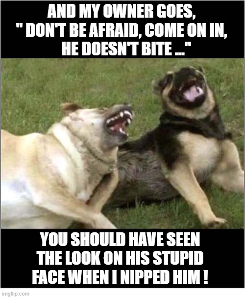 Dogs Laughing ! | And my owner goes, 
" Don't be afraid, come on in,
   he doesn't bite ..."; You should have seen the look on his stupid face when I nipped him ! | image tagged in dogs,laughing,biting | made w/ Imgflip meme maker