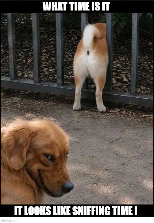 Just Look At That Expression ! | What Time Is It; It looks like sniffing time ! | image tagged in dogs,facial expressions,sniffing | made w/ Imgflip meme maker