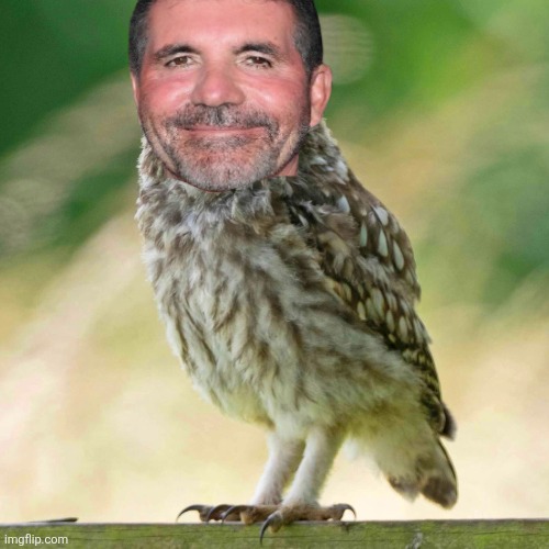 Simon Cowl | image tagged in little owl jpg | made w/ Imgflip meme maker